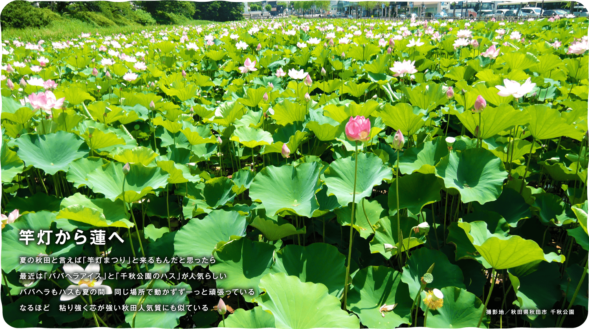 竿灯から蓮へ 夏の秋田と言えば「竿灯まつり」と来るもんだと思ったら最近は「ババヘラアイス」と「千秋公園のハス」が人気らしいババヘラもハスも夏の間　同じ場所で動かずずーっと頑張っているなるほど　粘り強く芯が強い秋田人気質にも似ている