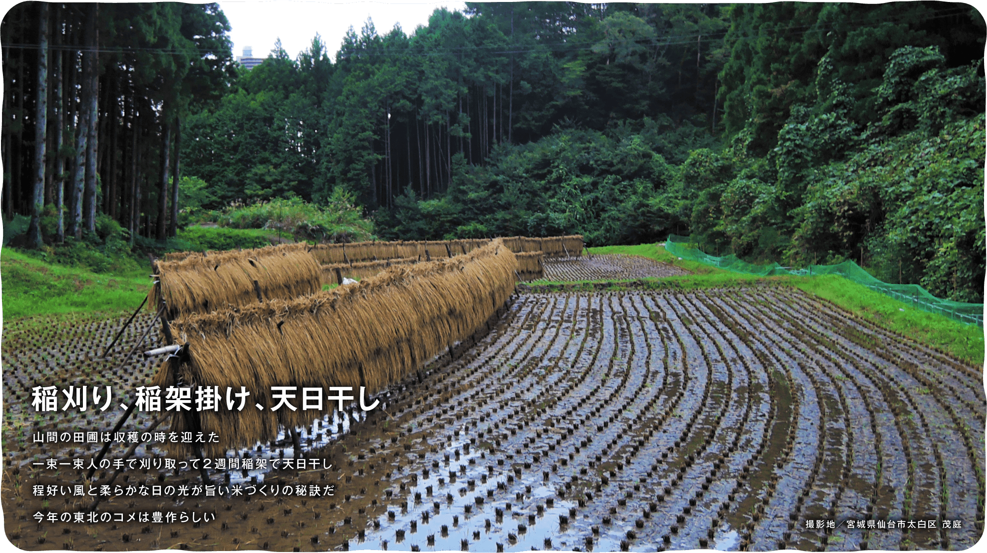 稲刈り、稲架掛け、天日干し　山間の田圃は収穫の時を迎えた一束一束人の手で刈り取って２週間稲架で天日干し程好い風と柔らかな日の光が旨い米づくりの秘訣だ 今年の東北のコメは豊作らしい