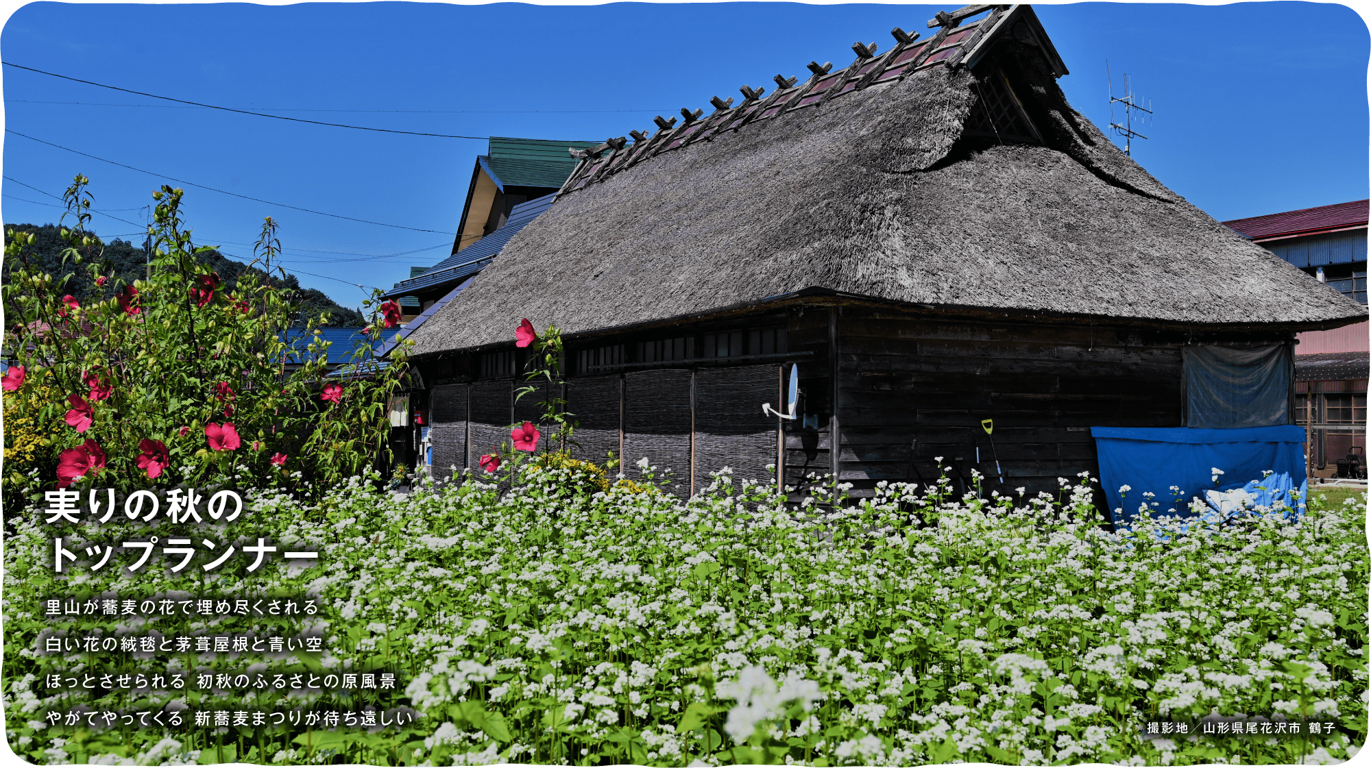 実りの秋のトップランナー　里山が蕎麦の花で埋め尽くされる白い花の絨毯と茅葺屋根と青い空ほっとさせられる 初秋のふるさとの原風景やがてやってくる 新蕎麦まつりが待ち遠しい