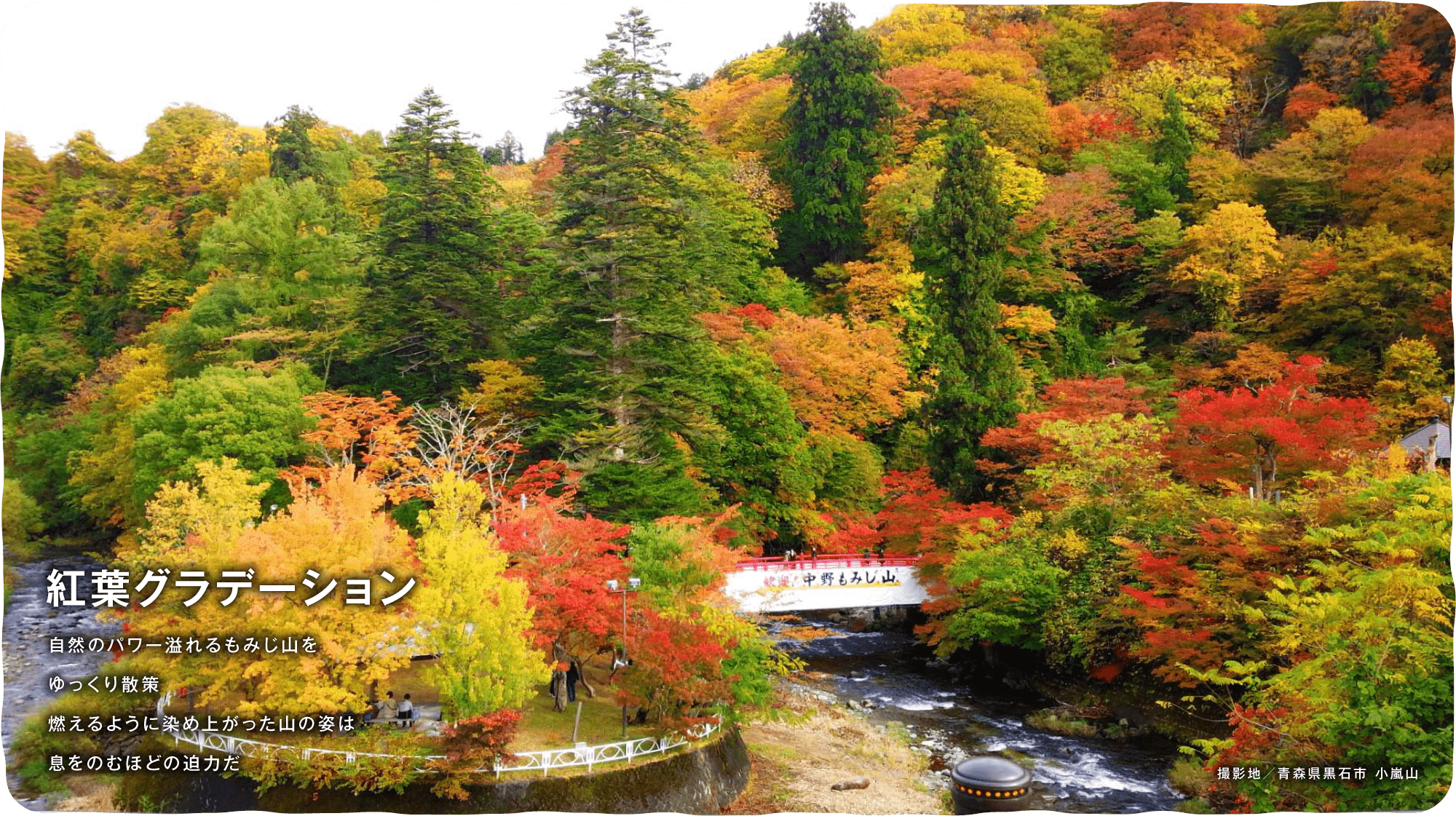 紅葉グラデーション　自然のパワー溢れるもみじ山を ゆっくり散策 燃えるように染め上がった山の姿は 息をのむほどの迫力だ